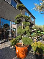 Ilex Green Crenata Bonsai, Enlèvement