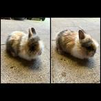 Dwergkonijntje leeuwenkopjes, Dieren en Toebehoren, Konijnen