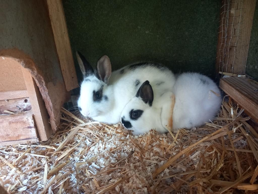 Dwergkonijnen, Dieren en Toebehoren, Meerdere dieren, Dwerg