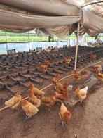 Vieilles poules pondeuses à vendre, Animaux & Accessoires