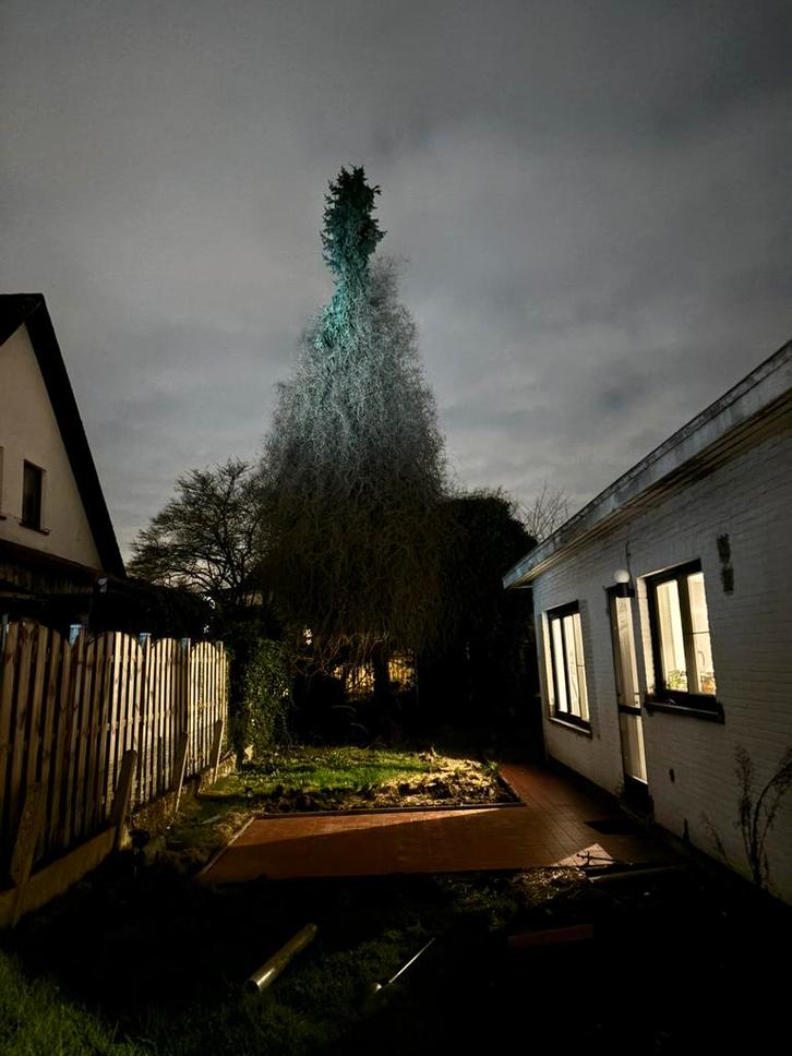 Boom + stronken te verwijderen, Tuin en Terras, Brandhout, Ophalen