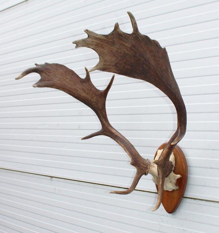 Bijna antiek DAMHERT GEWEI op houten schild - 1936, Collections, Collections Animaux, Utilisé, Bois ou Tête, Cerf, Enlèvement