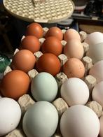 Verse kippen eieren, Dieren en Toebehoren, Pluimvee, Meerdere dieren, Kip