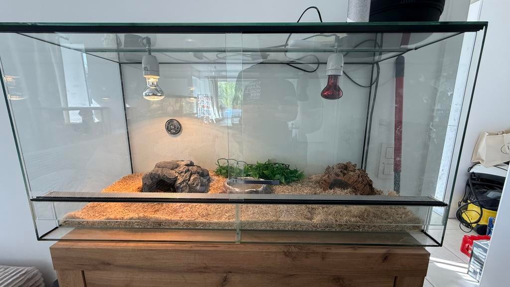 Terrarium met koning python, Dieren en Toebehoren, Ophalen, Zo goed als nieuw