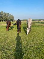 Projectpaard gezocht