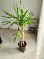 Jucca plant, Enlèvement