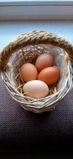 Broedeieren legkippen en brahma., Ophalen of Verzenden