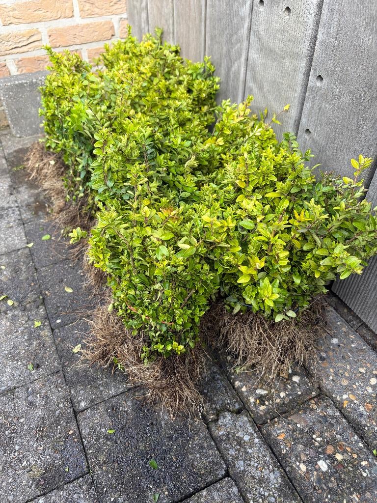 Lonicera haagplant / bodembedekker, Tuin en Terras, Planten | Tuinplanten, Vaste plant, Ophalen of Verzenden