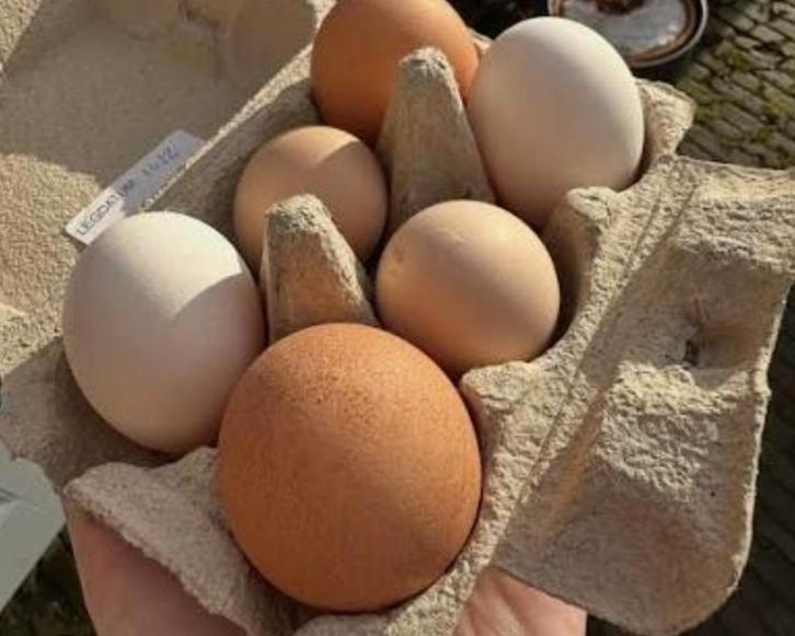 Broedeieren mix, Animaux & Accessoires, Volatiles, Poule ou poulet, Sexe inconnu