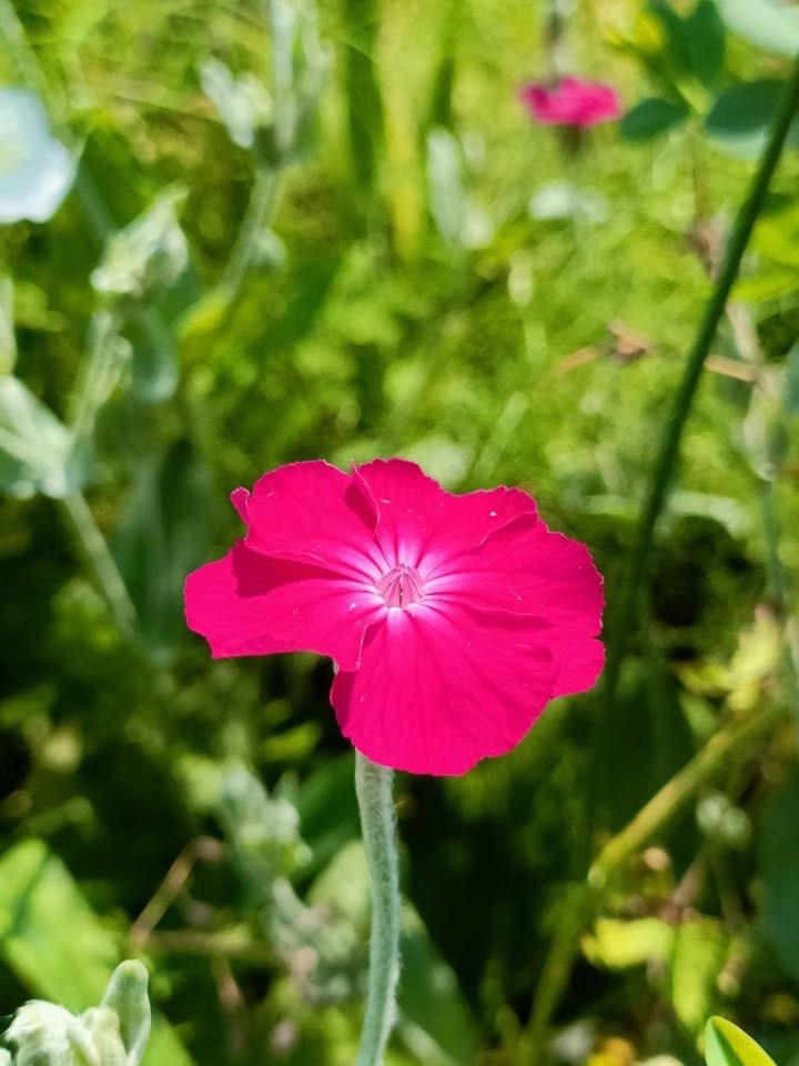 Prikneusje / Lychnis coronaria, lees beschrijving, Vaste plant, Halfschaduw, Zomer, Ophalen