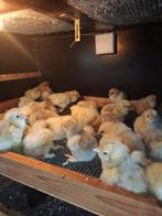 Kuikentjes te koop ️, Dieren en Toebehoren, Pluimvee