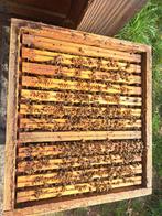 Bijenvolk op kempiche raammaat