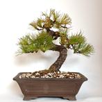Japanse witte den bonsai - Pinus pentaphylla, Tuin en Terras, Bloeit niet, Minder dan 100 cm, Volle zon, In pot