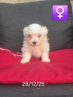 beaux chiots havanais, Bichon maltais, Plusieurs, Hépatite contagieuse (maladie de Rubarth), Belgique