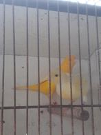 Kanaries, Dieren en Toebehoren, Vogels | Kanaries