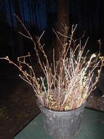 Kleinfruit, Tuin en Terras, Ophalen