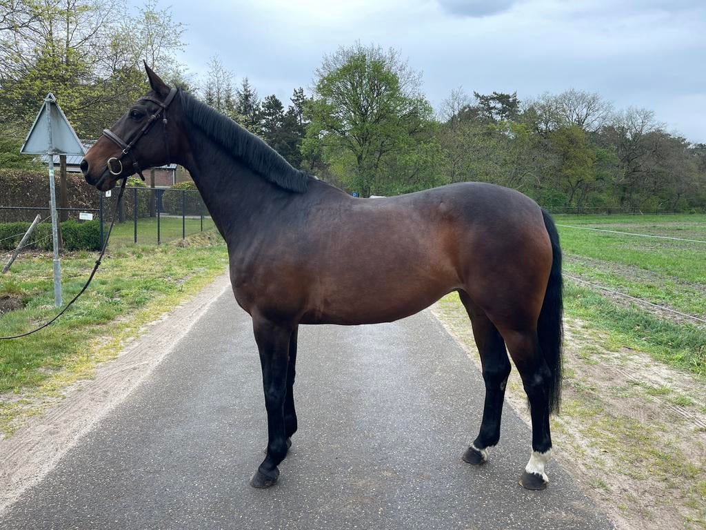 11 jarie springmerrie Cidane X sunlight vd zuuthoeve, Merrie