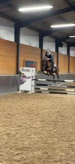 Lief springpaard 8 jaar, Animaux & Accessoires, Chevaux, B, 160 à 165 cm, Cheval de saut, Avec pedigree