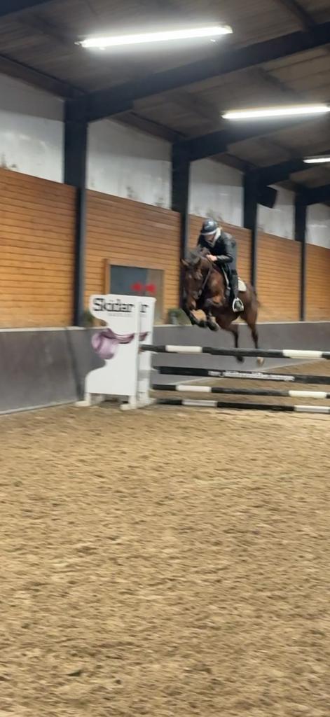 Lief springpaard 8 jaar, Animaux & Accessoires, Chevaux, Jument, B, 160 à 165 cm, 7 à 10 ans, Cheval de saut, Avec pedigree, Avec puce électronique