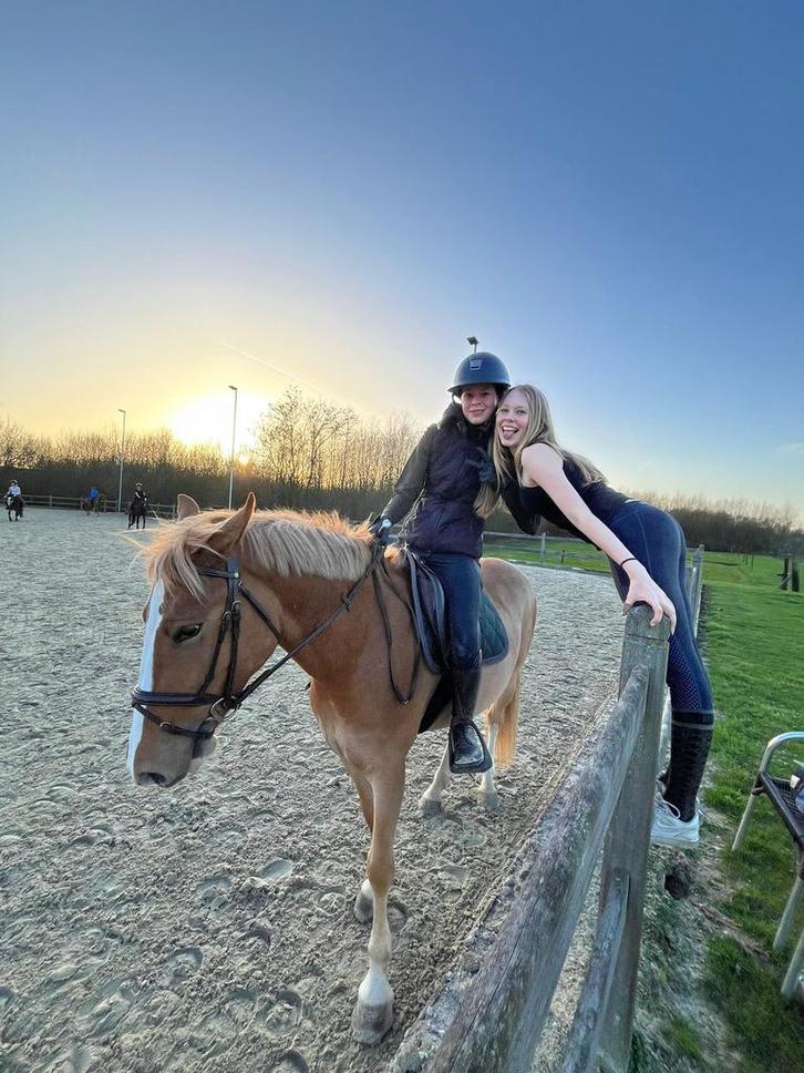 Halve stal gezocht, Dieren en Toebehoren, Paarden