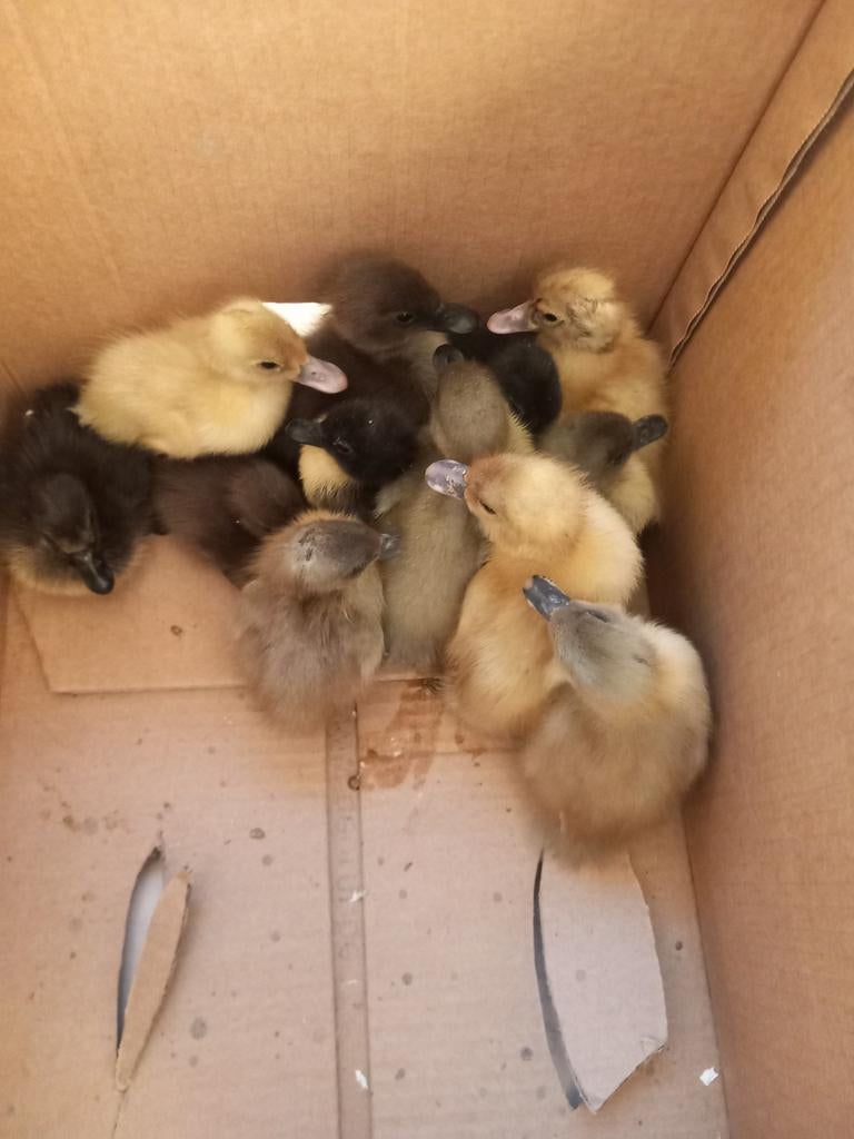 Eendagskuikens van eenden