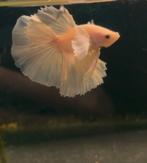 Betta kempvis dumbo halfmoon, Dieren en Toebehoren, Vissen | Aquariumvissen, Vis, Zoetwatervis