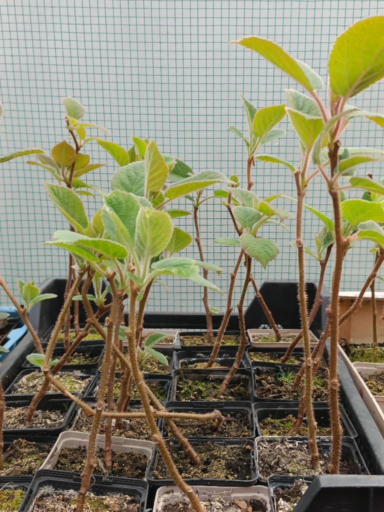 Kiwiplanten, Ophalen, Volle zon, Vaste plant, Fruitplanten