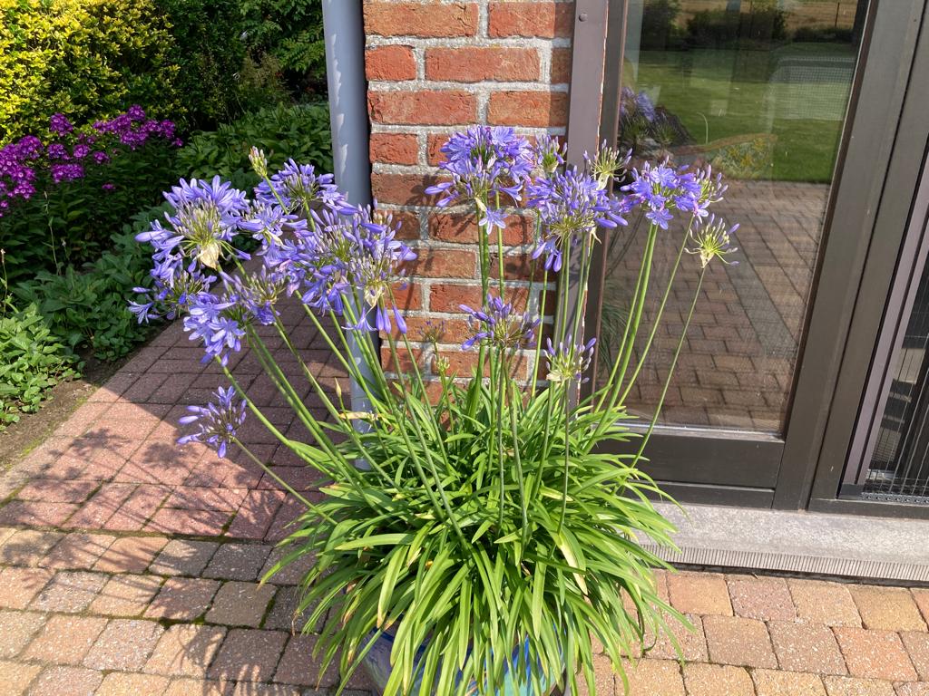 agapanthus blauw, Volle zon, Vaste plant, Zomer, Ophalen
