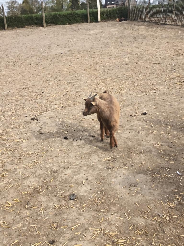 Dwerg geiten, Animaux & Accessoires