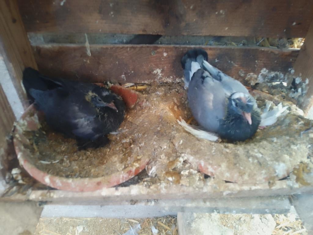 Jonge duitse trommelduiven, Dieren en Toebehoren, Vogels | Duiven