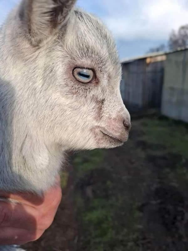 Dwerggeitje, Dieren en Toebehoren, Schapen, Geiten en Varkens, Geit, Mannelijk, 0 tot 2 jaar