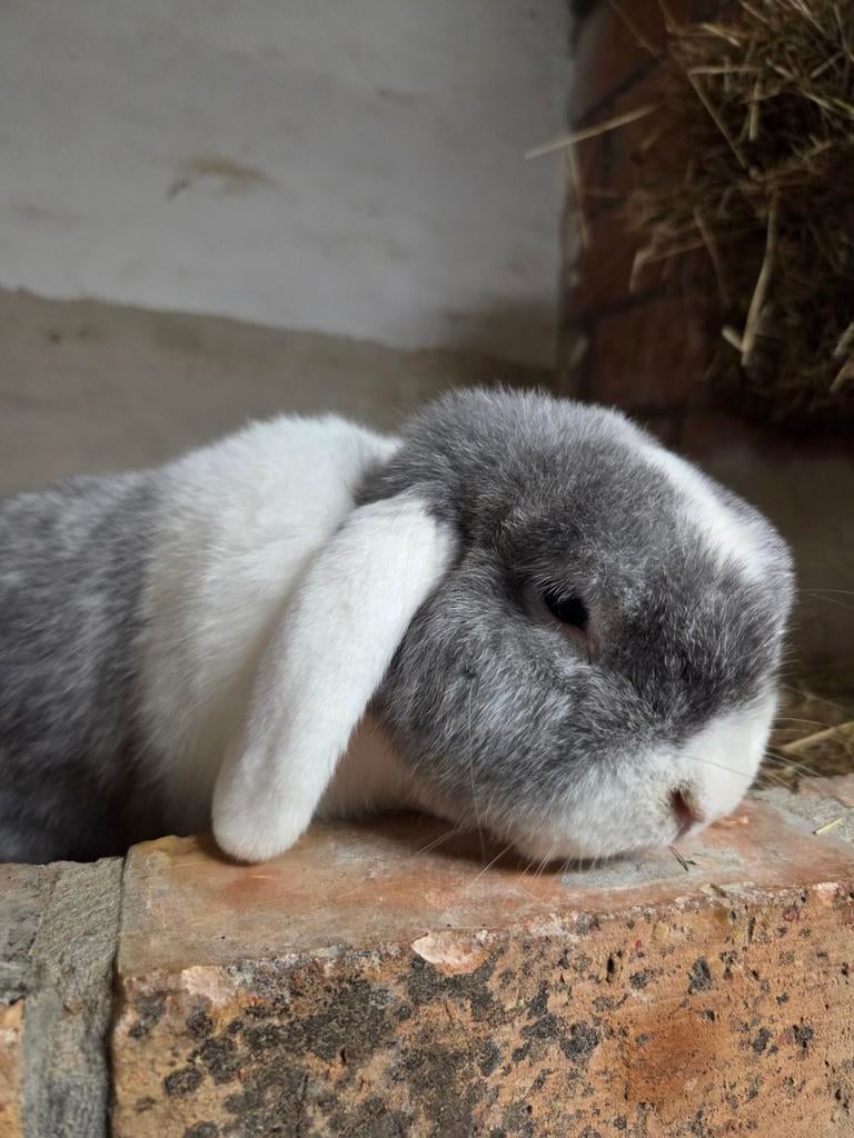 Nederlandse hangoordwerg ram, Dieren en Toebehoren, Konijnen