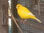 gele kanaries uit buitenvoliere