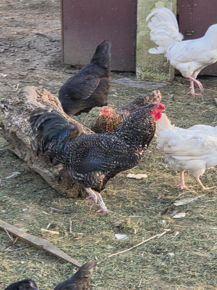 Hanen, Dieren en Toebehoren, Pluimvee, Kip, Mannelijk