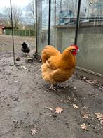 Orpington buff haan, Mâle, Poule ou poulet