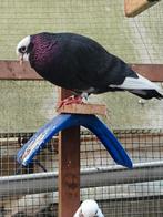 Moei duiven 10€ per stuk afhalen in Meerhout of Deurne, Dieren en Toebehoren, Vogels | Duiven