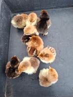 poussins de jour en porcelaine Brahma, Animaux & Accessoires, Sexe inconnu, Poule ou poulet
