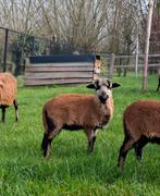 Kameroen Schaap (RAM) lammetje, Mâle, Mouton, 0 à 2 ans