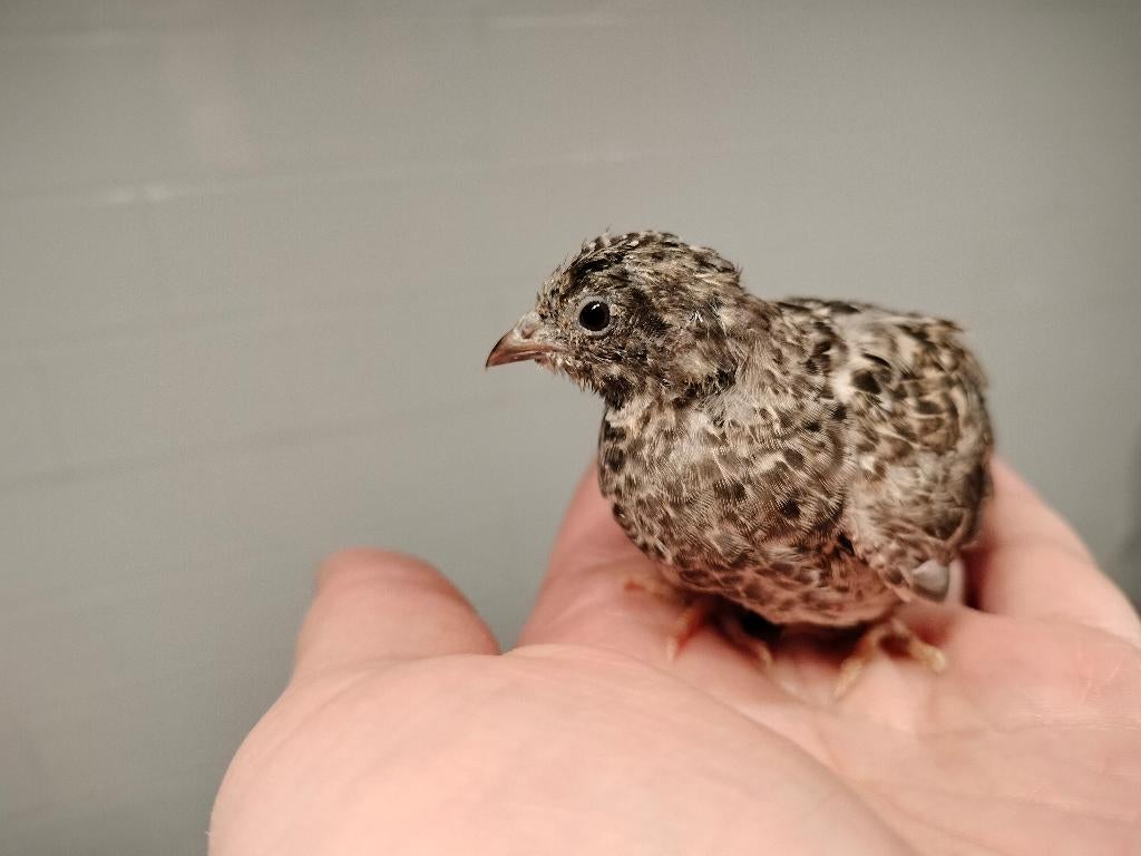 Chinese dwergkwartel, Dieren en Toebehoren, Pluimvee, Overige soorten, Mannelijk