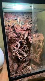 Terrarium avec décor pour amphibiens ou petit lézards, Enlèvement, Utilisé, Terrarium ou Paludarium