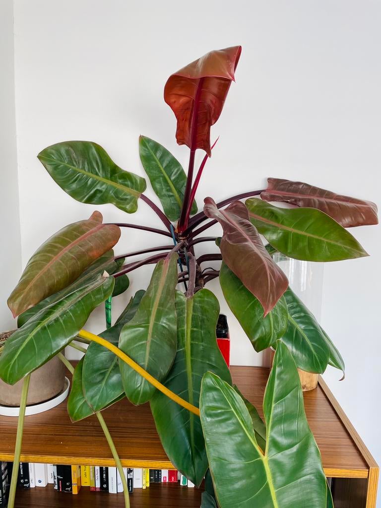 Philodendron Prince of Orange, Maison & Meubles, Plantes d'intérieur, Autres espèces, En pot, Moins de 100 cm, Enlèvement