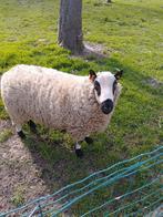 Kerry Hill Ram, Mâle, Mouton, 3 à 5 ans