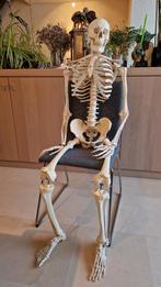 Anatomisch skelet, Diversen, Ophalen