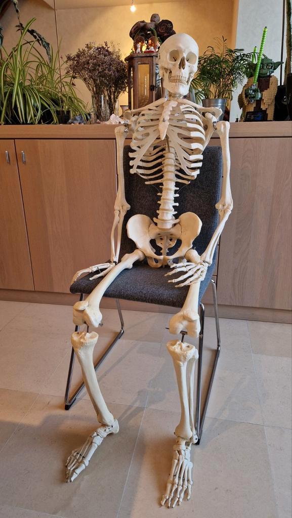 Anatomisch skelet, Diversen, Schoolbenodigdheden, Ophalen