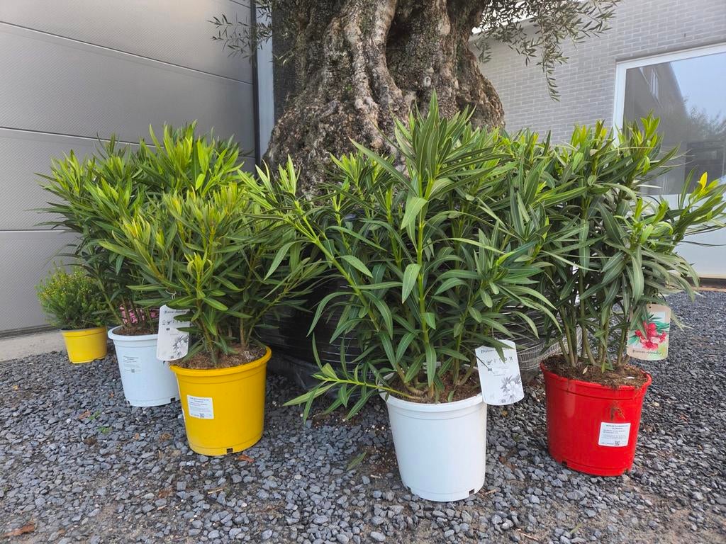 Nerium Oleander - Op woensdag, Jardin & Terrasse, Plantes | Jardin, Enlèvement