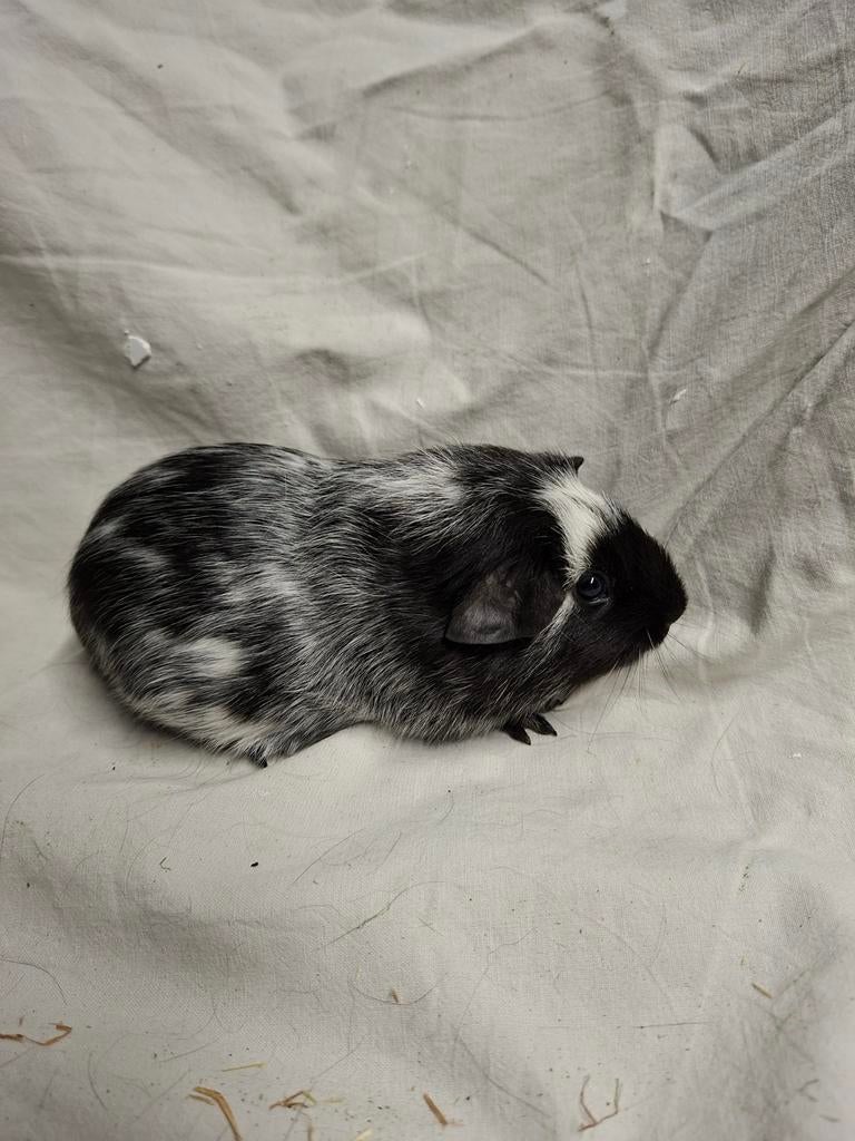 Zwart dalmatiner cavia zeugje 2, Dieren en Toebehoren, Knaagdieren, Januari, Vrouwelijk, Cavia