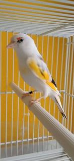 Cherche un couple de chardonneret de mutation.