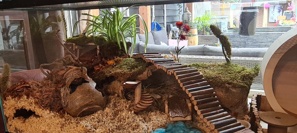 Glazen hamsterkooi zonder schuifruiten, Dieren en Toebehoren, Knaagdieren en Konijnen | Hokken en Kooien, Nieuw, Hok, Minder dan 60 cm