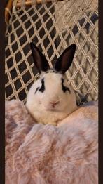 Jonge konijntjes te koop!, Dieren en Toebehoren, Groot, Hangoor
