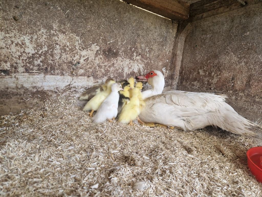 Barberie kuikens (eventueel met hen), Dieren en Toebehoren, Pluimvee, Meerdere dieren, Eend